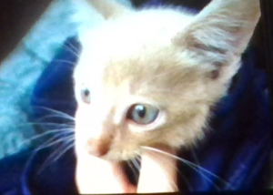 This is pete.