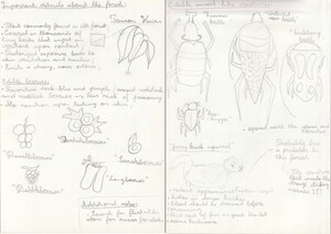 First and Second Pages of the Protagonist's Notebook