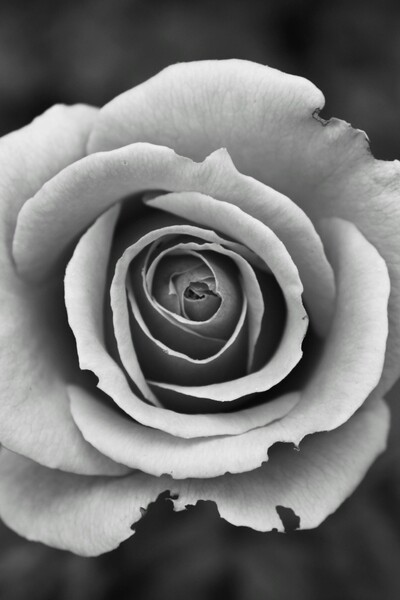 The Reaper's Counsellor