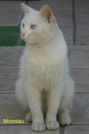 Angora, the white cat