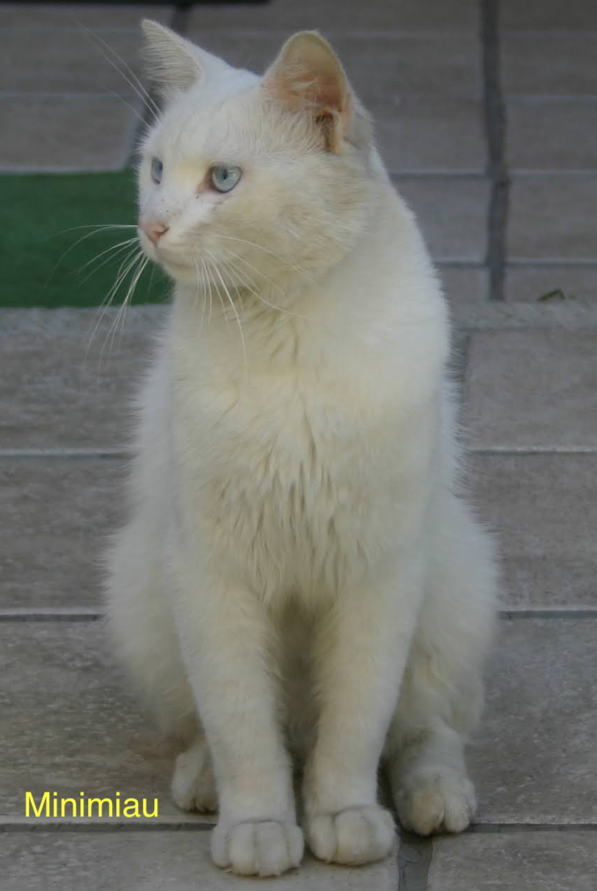 Angora, the white cat