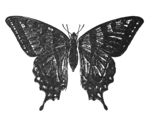 Black Butterfly