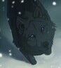 Carra Wolf