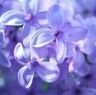 Purrple Princess
