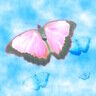 LiteraryMorpho