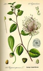 Cappero