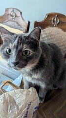 Mildawgy