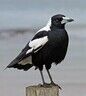 crowcrunchies