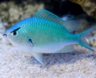 AngryFish
