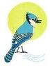 TheBlueJayAndTheMoon