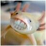 Axolotl