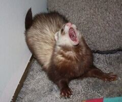 RandomFerret