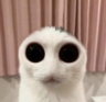 Chisachi Raposa