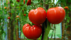 Tomato In The Street
