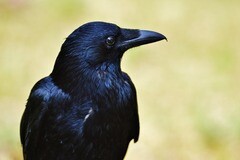 Ravenheart