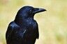 Ravenheart