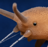 VelveteenWorm