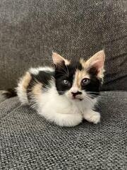 Male Calico Cat