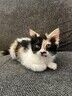 Male Calico Cat